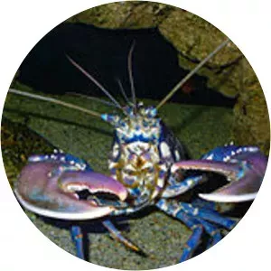 European lobster