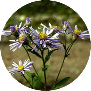 European Michaelmasdaisy