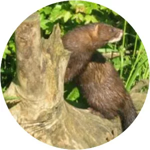 European mink