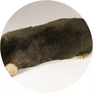 European mole