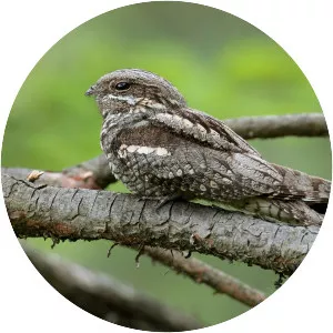 European nightjar