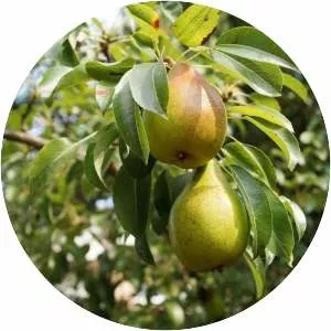 European pear