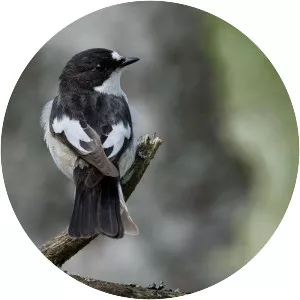 European pied flycatcher