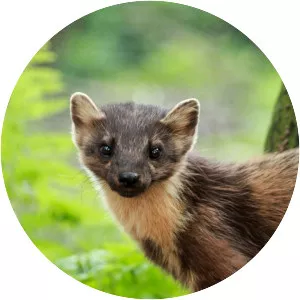 European pine marten