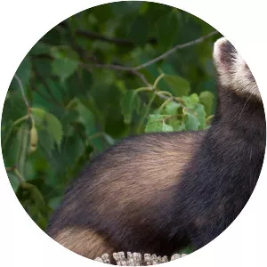 European polecat