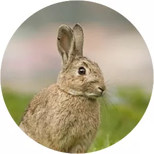 European rabbit