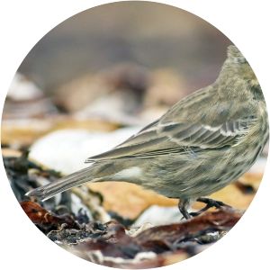 European rock pipit - Birds