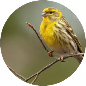 European serin