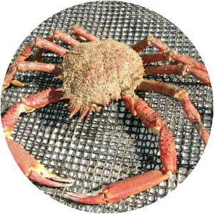 European spider crab - Animal