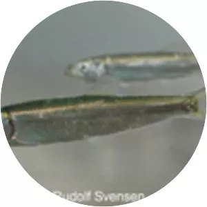 European sprat
