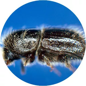 European spruce bark beetle
