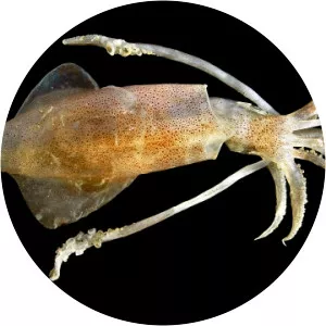 European squid - Animal