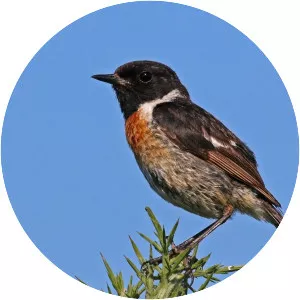 European stonechat