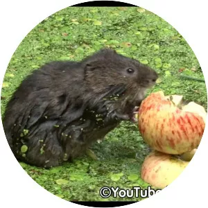 European water vole