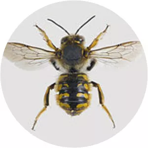 European wool carder bee