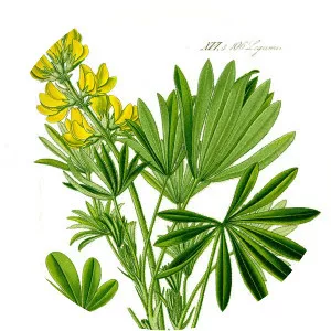 European Yellow Lupine