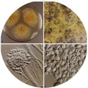 Eurotium