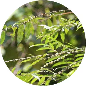 Eurya acuminata - Plants