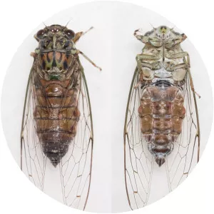 Euterpnosia chibensis - 