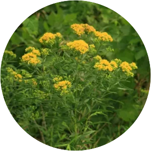 Euthamia graminifolia