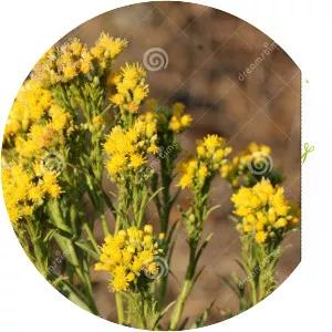 Euthamia occidentalis