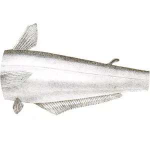 Eutropiichthys vacha
