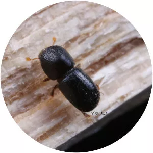 Euwallacea fornicatus