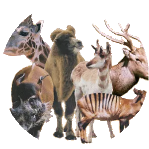Even-toed ungulates - Animal
