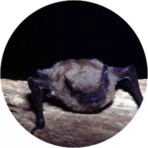 Evening bat