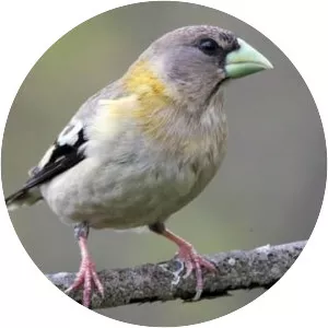 Evening grosbeak