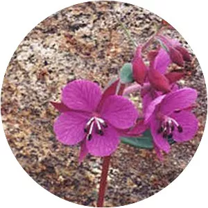 Evening primroses - Plants