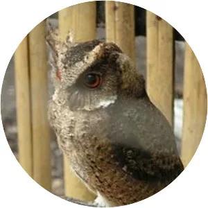 Everett's scops owl - 