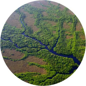 Everglades