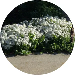 Evergreen candytuft - Plants
