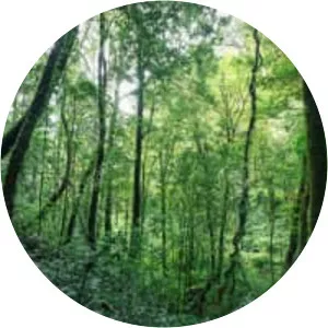 Evergreen forest photograph