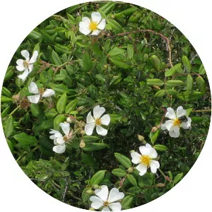 Evergreen rose - Plants