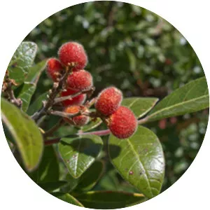 Evergreen sumac