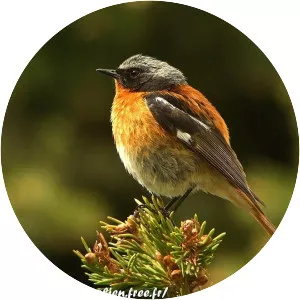 Eversmann's redstart