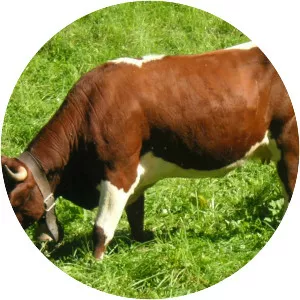 Évolène cattle