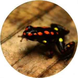 Excidobates captivus - 