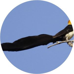 Exclamatory paradise whydah - Birds