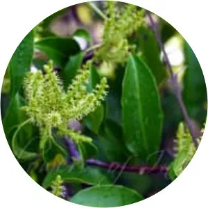 Excoecaria agallocha - Plants