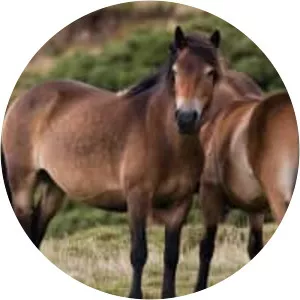 Exmoor pony - Horse breed