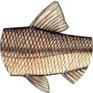 Exoglossum maxillingua