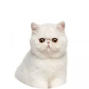 Exotic Shorthair