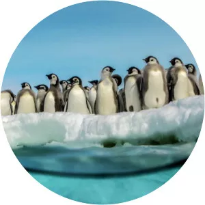 Expedition AntarcticaSince 2018