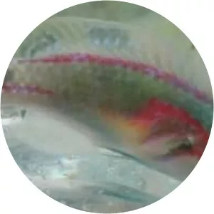 Exquisite wrasse