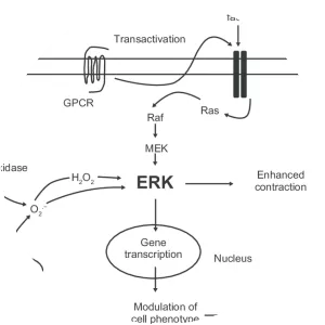 Extracellular signal-regulated kinases