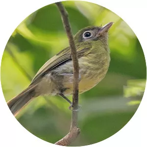 Eye-ringed flatbill - Bird