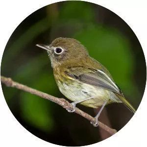 Eye-ringed tody-tyrant